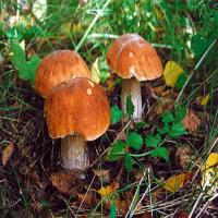Как хранить собранные грибы