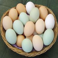 Срок годности куриных яиц
